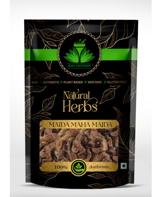 Maida Maha Maida - Litsea glutinosa - Litsea Chinensis - Soft Bollygum